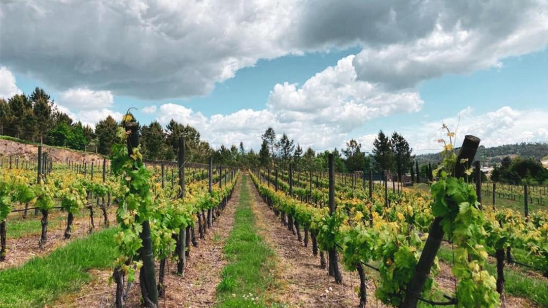 Quinta Do Medronheiro Hotel Rural วีเซว ภายนอก รูปภาพ
