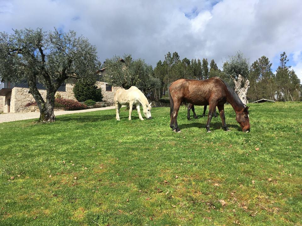 Quinta Do Medronheiro Hotel Rural วีเซว ภายนอก รูปภาพ